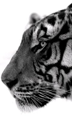 chat-tigre — Wiktionnaire